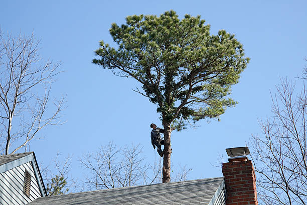 Best Tree Mulching  in Listoga, CA